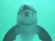 Delfi @ Jaap's Marine Mammal Pages