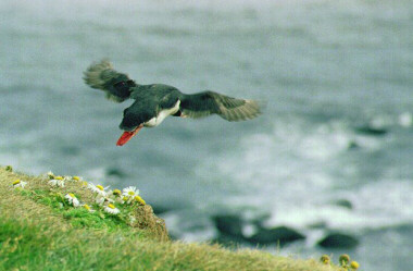 Photo feature: puffin taking off