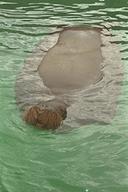 Walrus