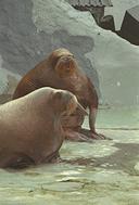 Walrus