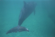 Flipper staart