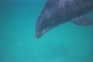 Flipper onder water