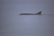 Flipper