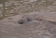 Grey seal male