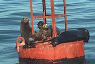California sea lions