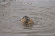 Harbor seal