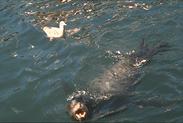 California sea lion