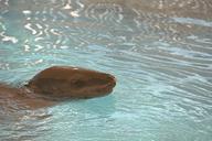 leopard seal
