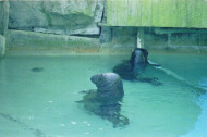 Grey seal males at the National Zoo, Washingtoon DC