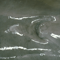 Dolphin breathing