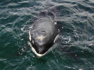 Keiko injured